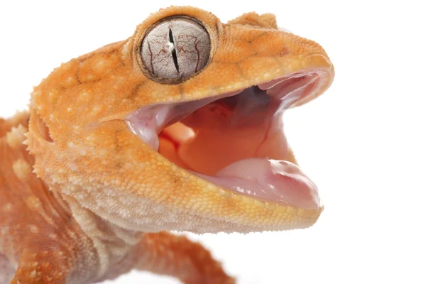 Centralian drsné knoflík sledoval gecko — Stock fotografie