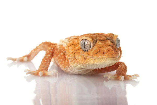 Centralian áspero perilla de cola gecko — Foto de Stock