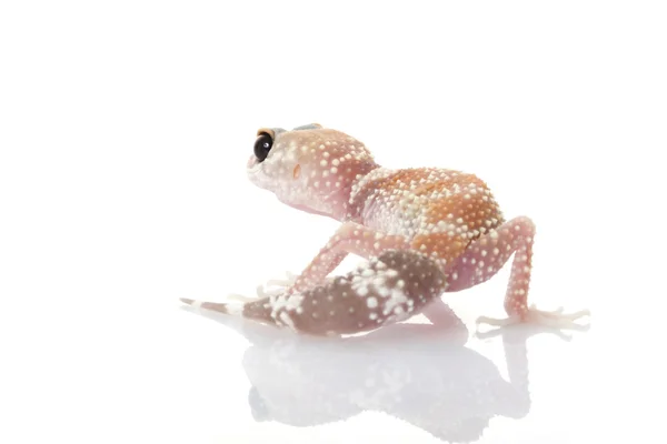 Szczekanie gecko — Zdjęcie stockowe