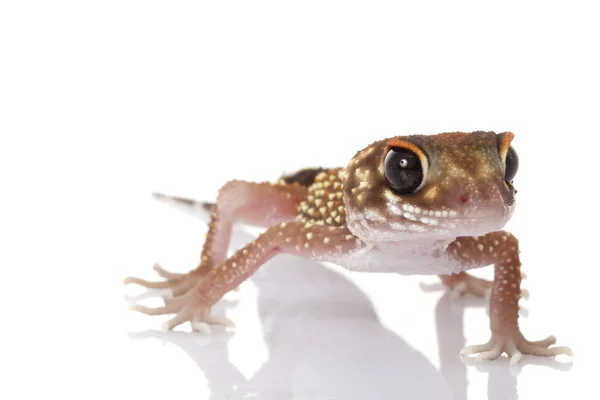 Ladridos Gecko — Foto de Stock