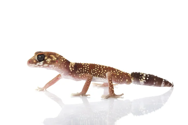 Gecko a ladrar — Fotografia de Stock