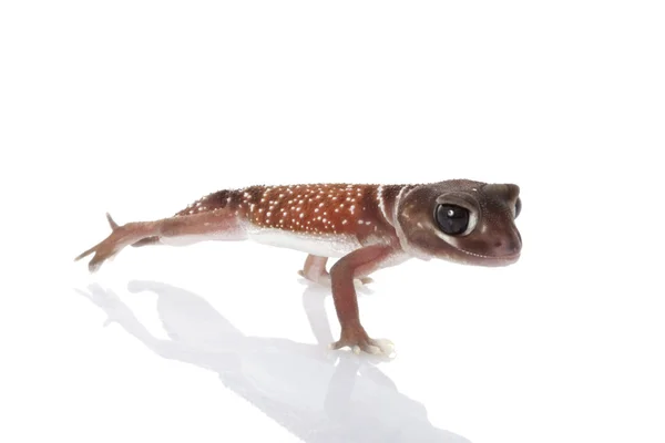 Westerse glad knop-tailed gecko — Stockfoto
