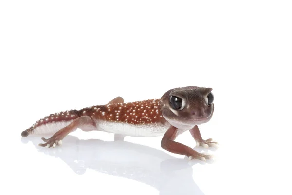 Västra slät knopp-tailed gecko — Stockfoto