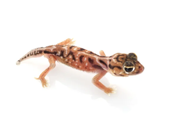 Pernatty topuz kuyruklu gecko — Stok fotoğraf