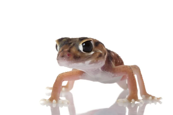Pernatty perilla de cola Gecko — Foto de Stock