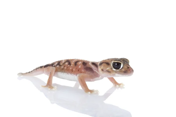 Pernatty gałka ogoniasty gecko — Zdjęcie stockowe