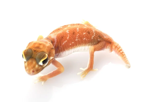 Pernatty knoflík sledoval gecko — Stock fotografie