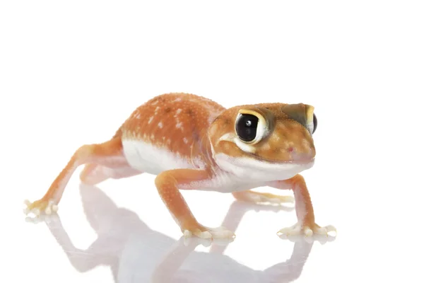Pernatty Knob-ekor Gecko — Stok Foto
