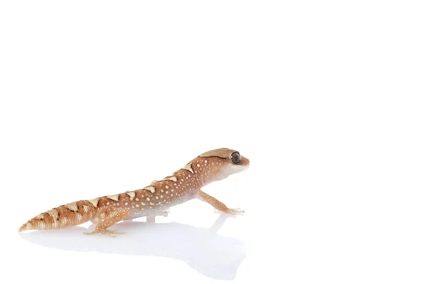 Membantu Gecko — Stok Foto