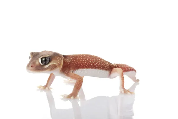 Pilbara knoflík sledoval gecko — Stock fotografie