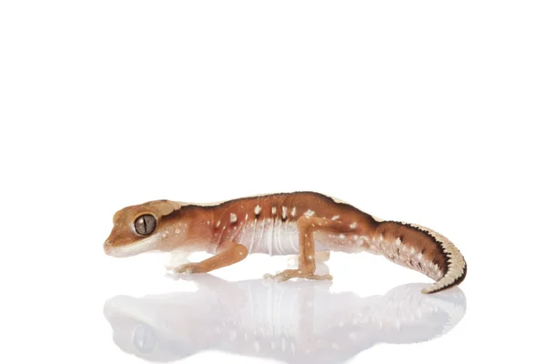 Fine-faced Gecko — Stock Photo, Image