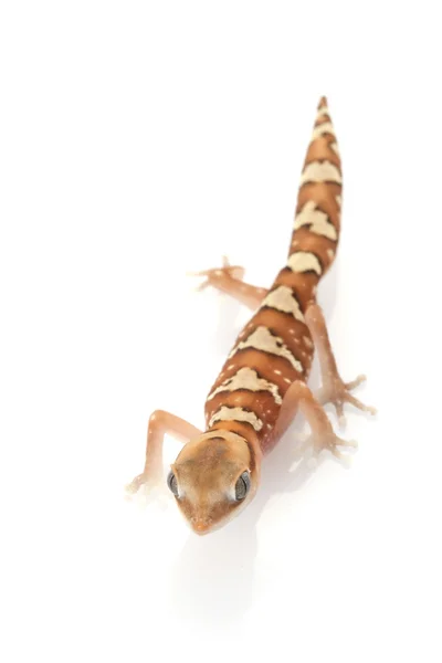 Пшениця пояс кам'яних Gecko — стокове фото