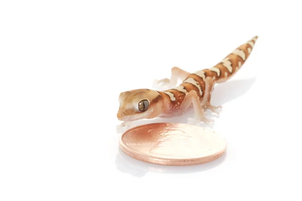 Wheat-belt Stone Gecko — Stock Photo, Image