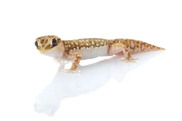 Cintura di grano Stone Gecko — Foto Stock