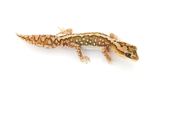 Cinto de trigo Pedra Gecko — Fotografia de Stock