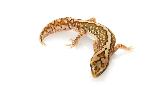 Buğday-kemer taş gecko — Stok fotoğraf