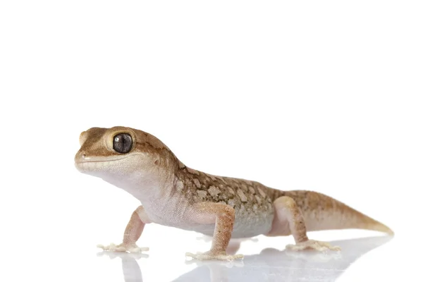 Cinturón de trigo Stone Gecko —  Fotos de Stock