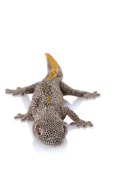 Gecko à queue épineuse dorée — Photo