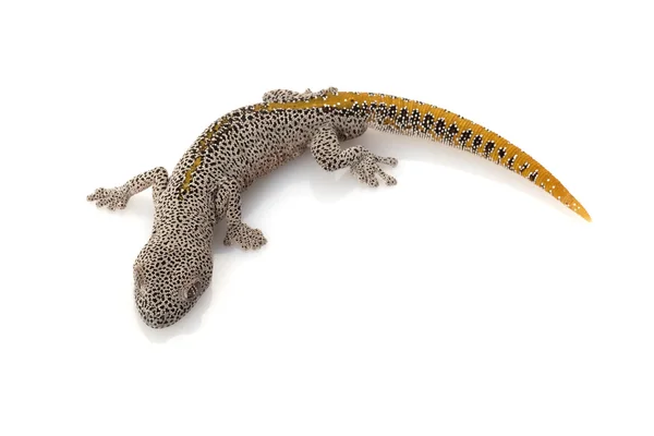 Gecko de cauda espinhosa dourada — Fotografia de Stock