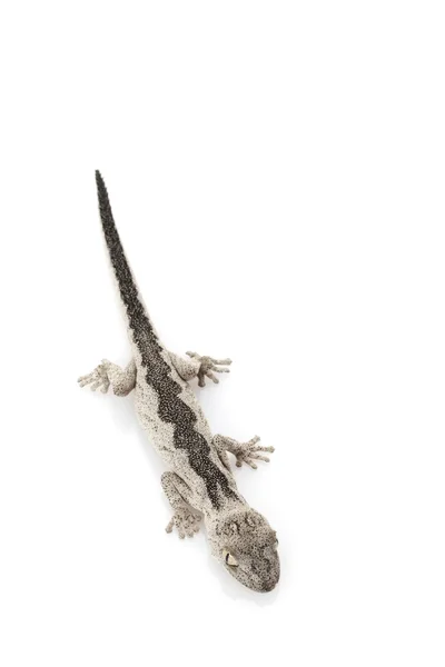 Soft Spiny-tailed Gecko — Stock Photo, Image