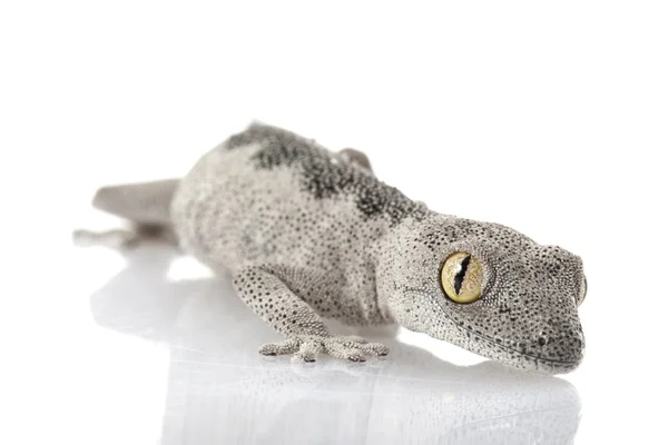 Gecko de cauda espinhosa macia — Fotografia de Stock