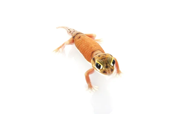 Gecko de cola de botón pálido — Foto de Stock