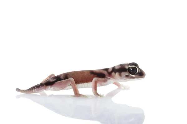 Pale Knob-tailed Gecko — Stock Photo, Image