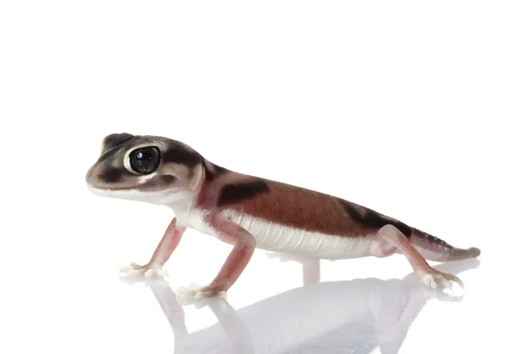 Pale Knob-tailed Gecko — Stock Photo, Image