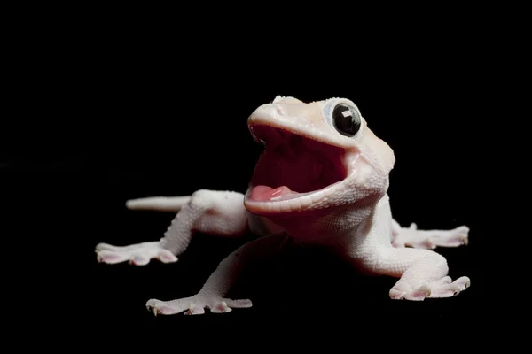 Leucistic tokay gecko — Stok fotoğraf