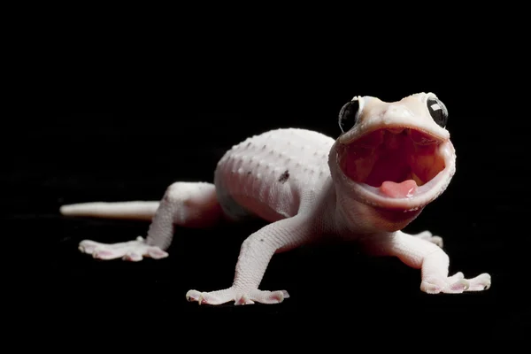 Leucistic-pöttyös gekkó — Stock Fotó