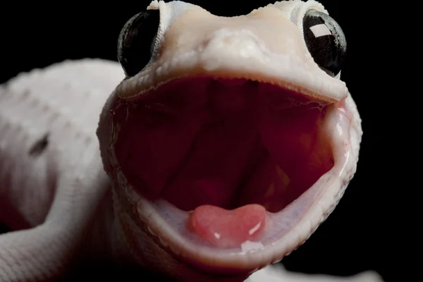 Leucistic tokay gecko — Stock Photo, Image