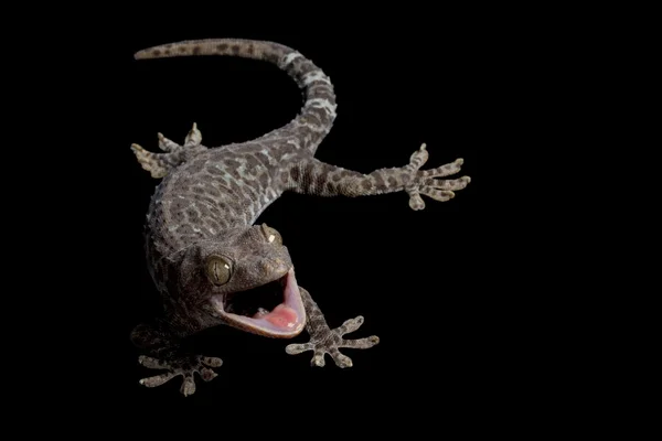 Melanistic tokay gecko — Stock Photo, Image