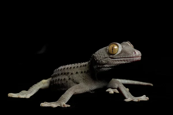 Esmeralda tokay gecko — Fotografia de Stock