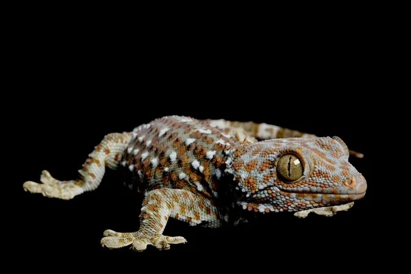 Lagartixa-Tokay — Fotografia de Stock