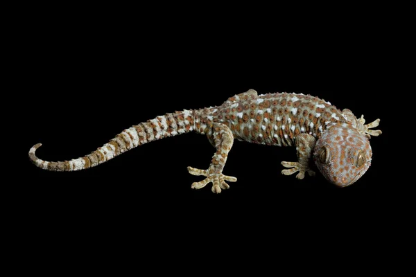 Токай Gecko — стокове фото