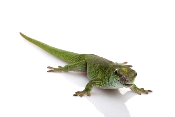 Giant Day Gecko — Stock Photo, Image