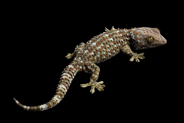 Токай Gecko — стокове фото