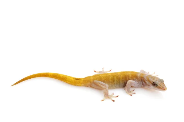 Gecko doré — Photo