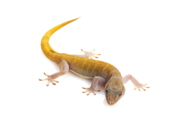 Golden Gecko — Stock Photo, Image