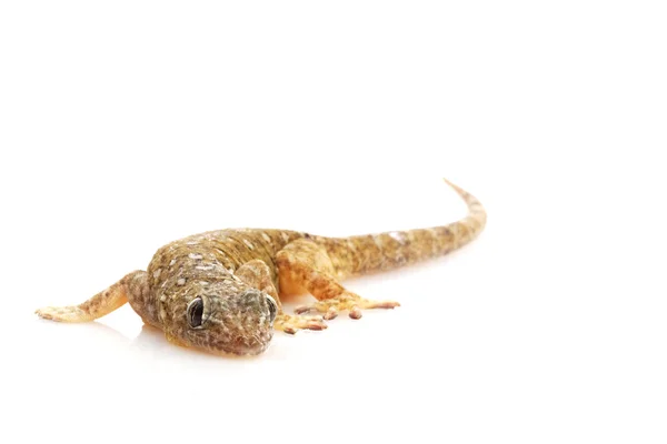 Sandsten gecko — Stockfoto