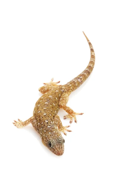 Zandsteen gecko — Stockfoto
