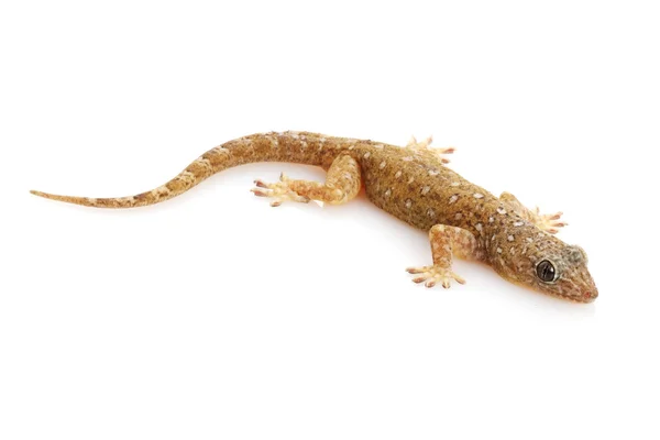 Sandsten gecko — Stockfoto