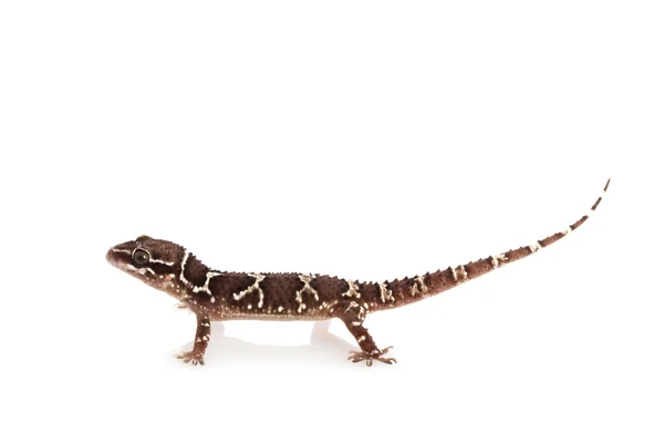 Більше термітів пагорбі Gecko — стокове фото