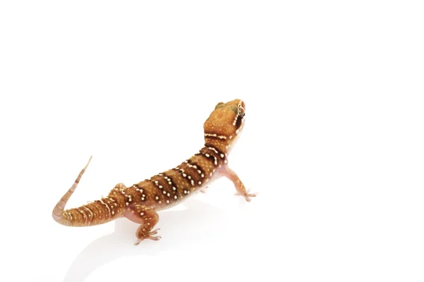 Lesser Termite Hill Gecko — Stock Photo, Image