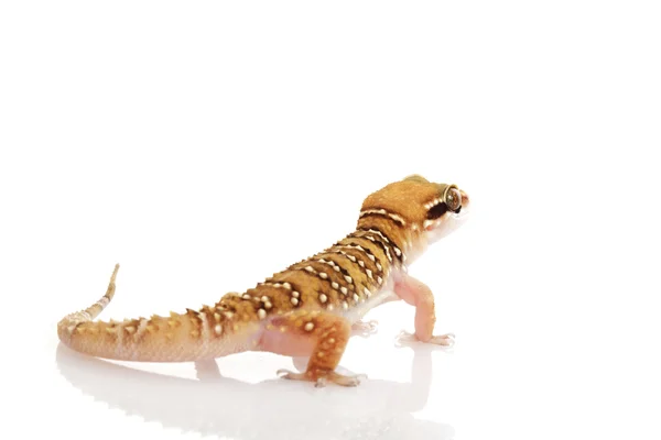 Menos Termite Hill Gecko — Fotografia de Stock