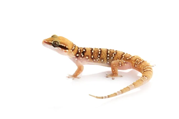 Μικρότερο gecko λόφο τερμιτών — Φωτογραφία Αρχείου