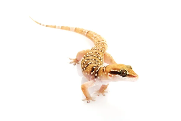 Petite colline Termite Gecko — Photo
