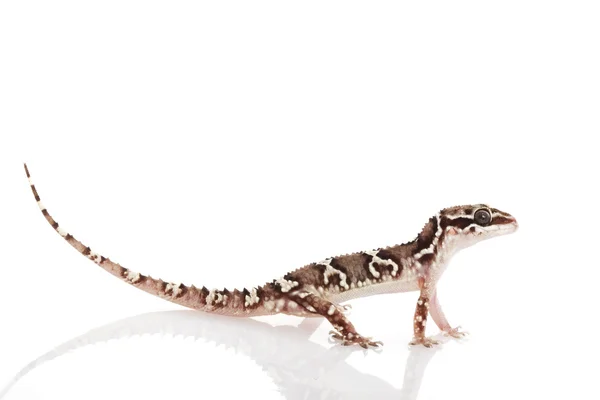 Grotere termite hill gecko — Stockfoto