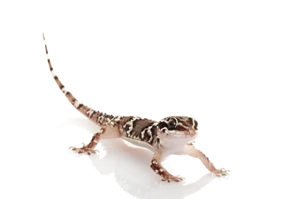 Μεγαλύτερη gecko λόφο τερμιτών — Φωτογραφία Αρχείου
