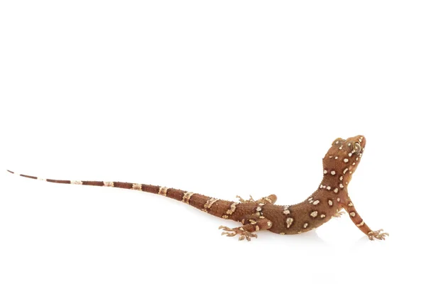 Gecko de bico de folha bombay — Fotografia de Stock
